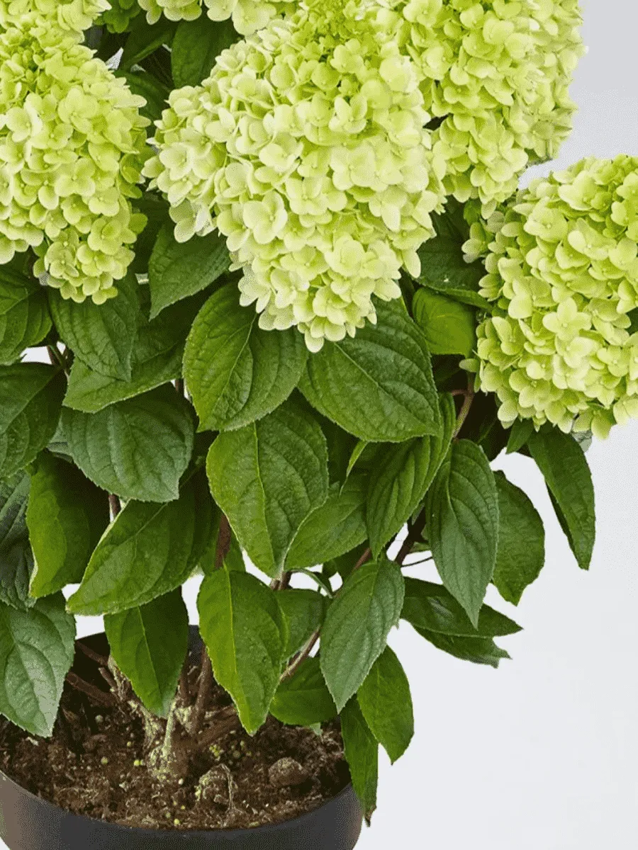 Гортензия метельчатая Panatella