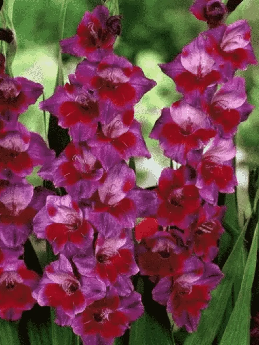 Гладиолус Velvet Eyes
