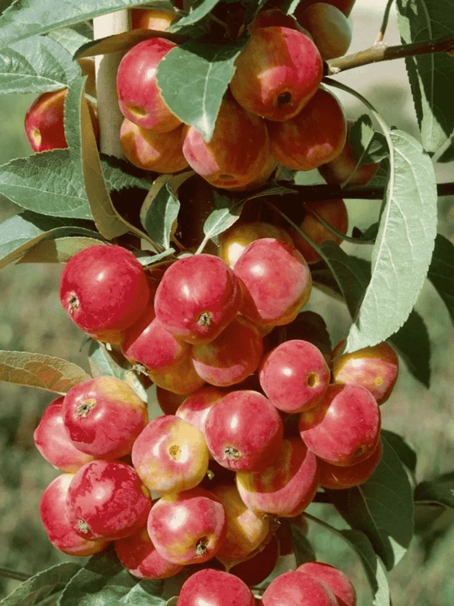 Яблоня Колоновидная Обелиск Яблоня Колоновидная Обелиск