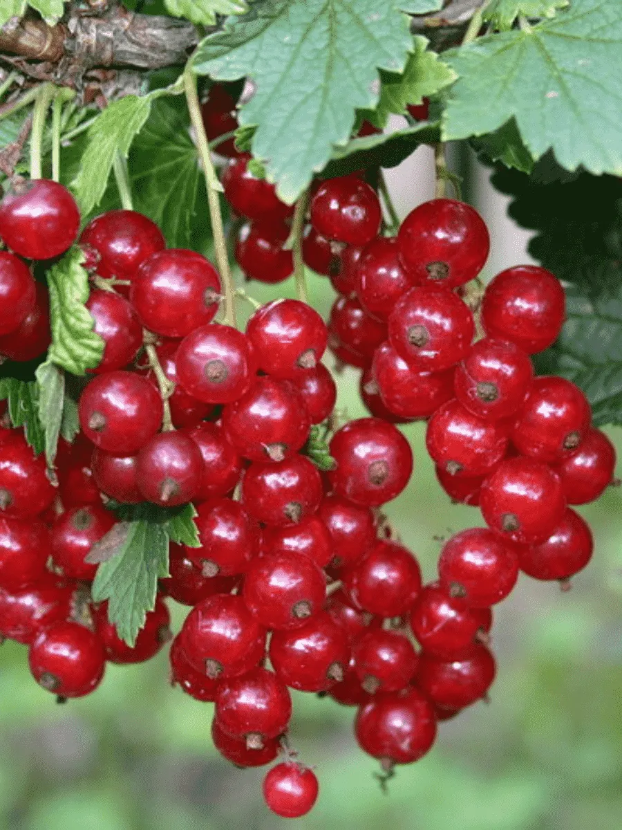 Смородина красная Задунайская Смородина красная Задунайская