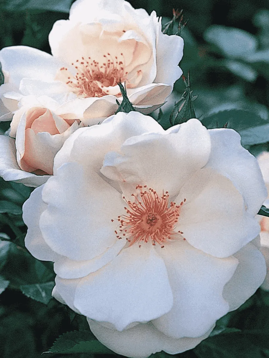Роза Кустовая Jacqueline Du Pre Роза Кустовая Jacqueline Du Pre