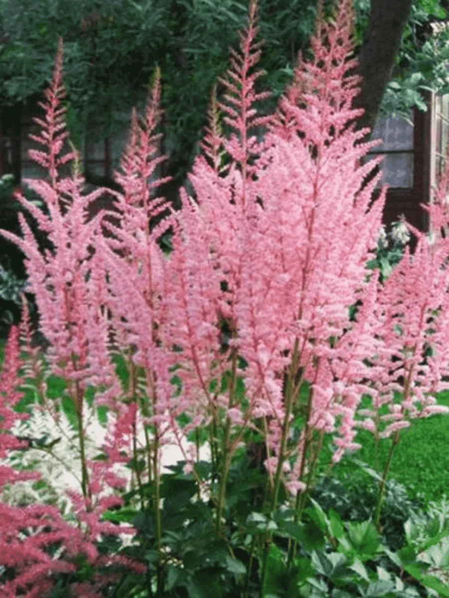 Астильба гибридная Mighty Pip