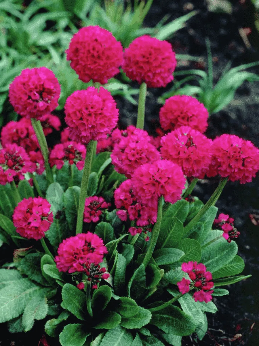 Примула мелкозубчатая Prom Deep Rose