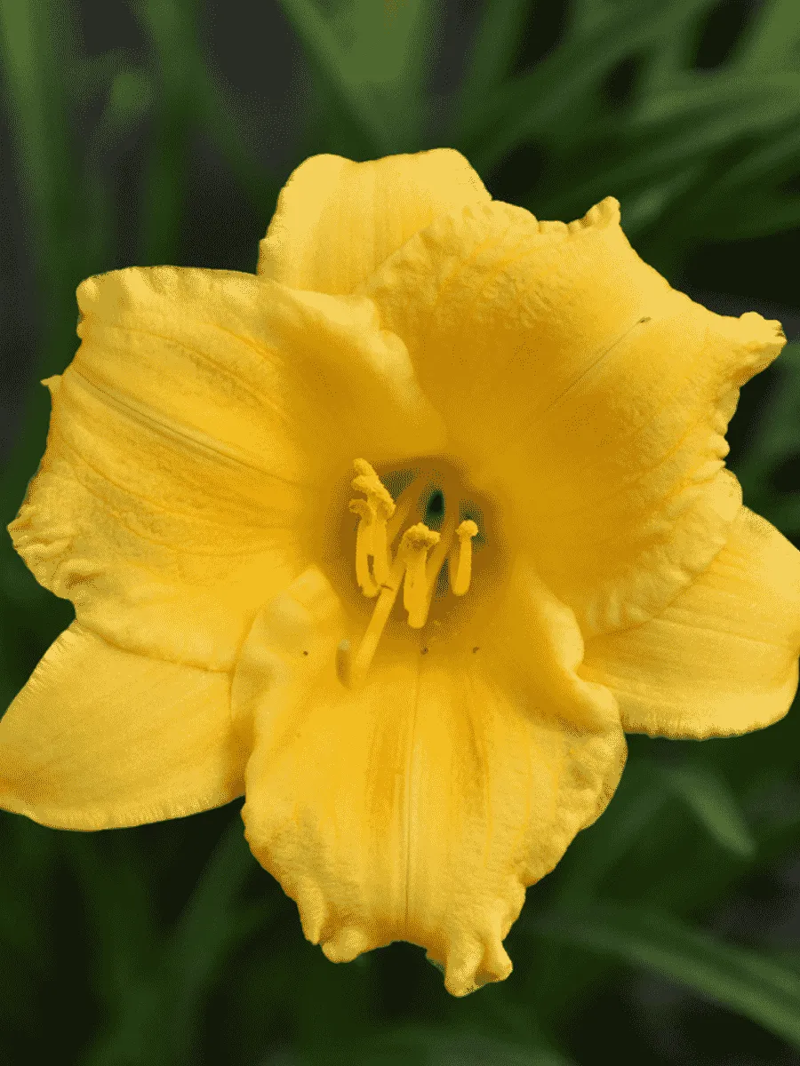 Лилейник Stella d’Oro