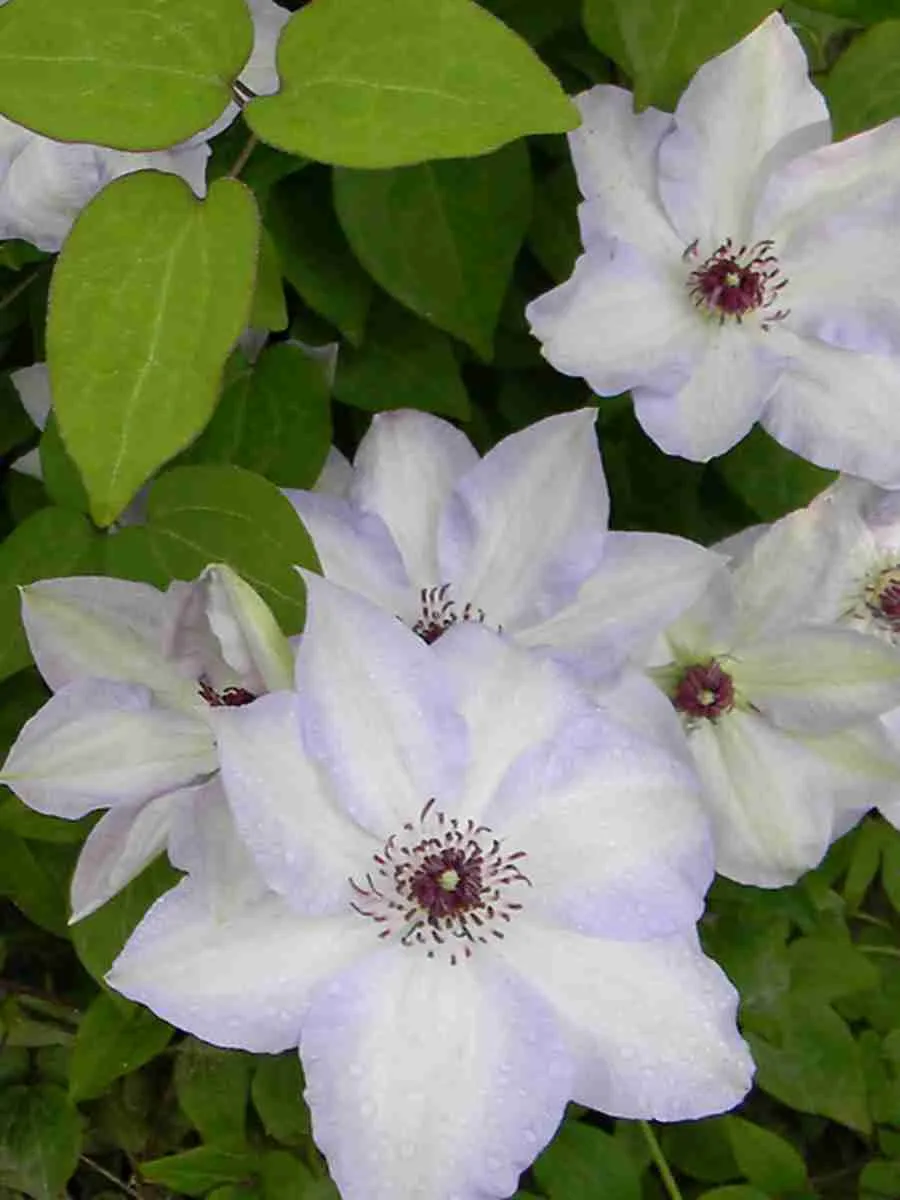 Клематис гибридный Ivan Olsson