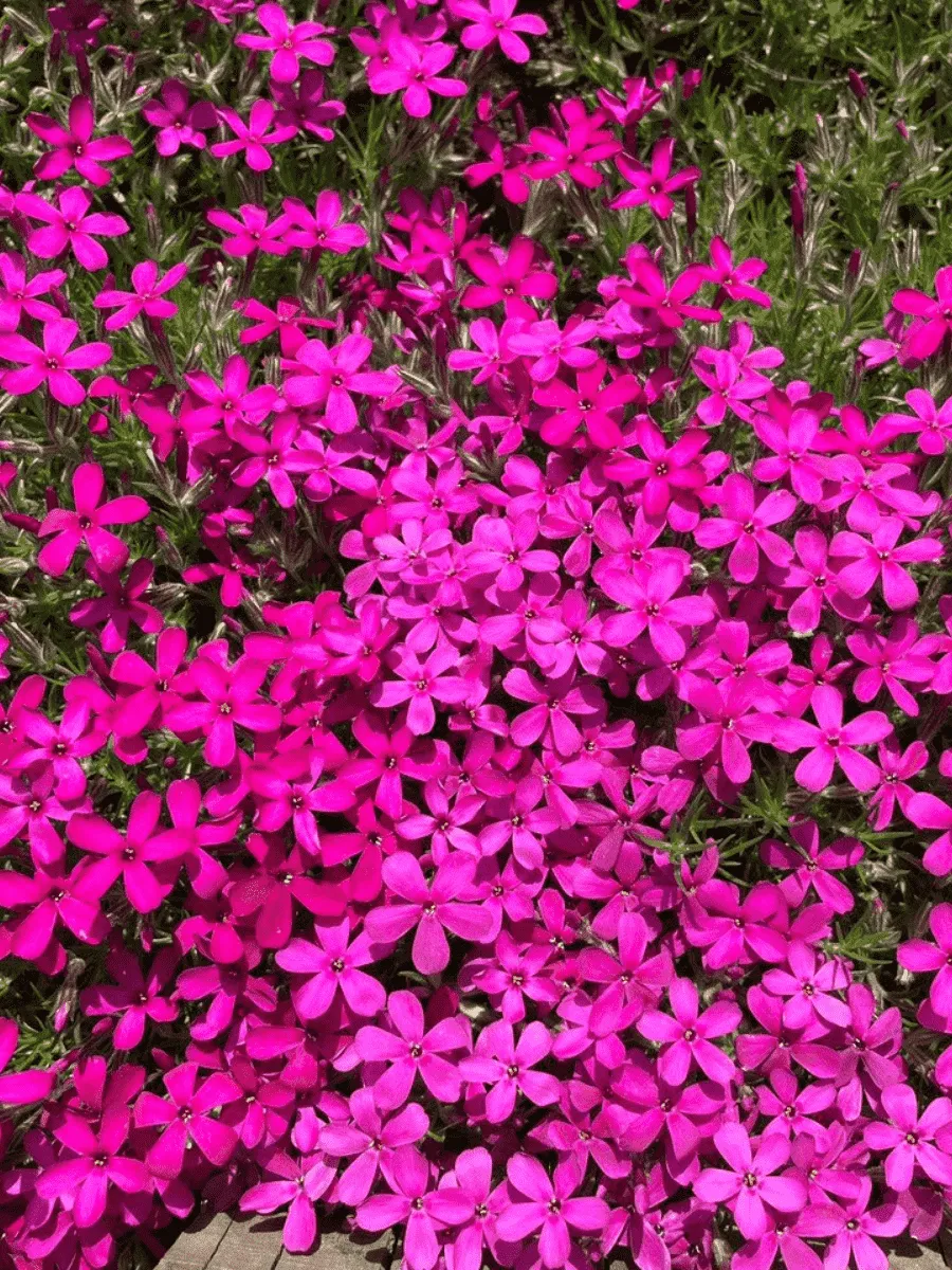 Флокс дугласа Ochsenblut