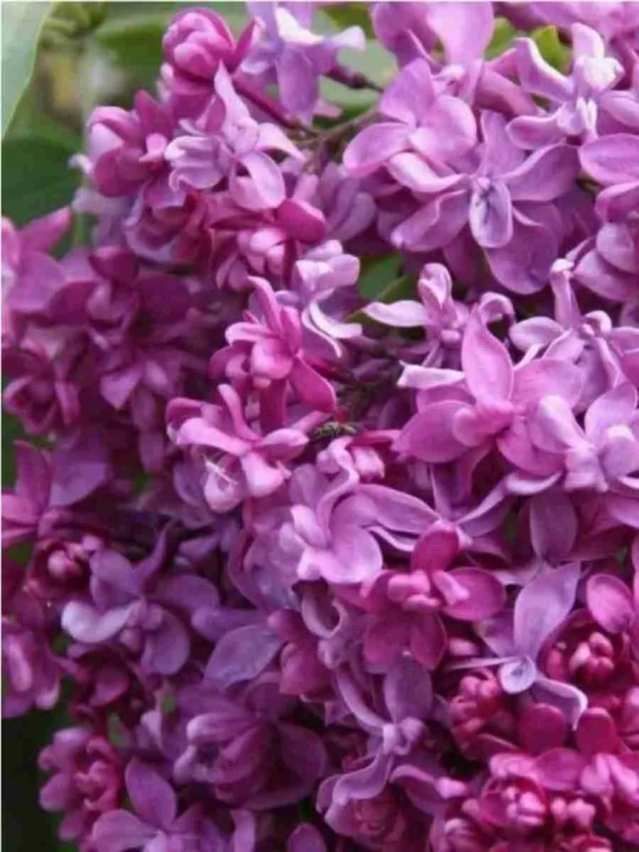 Сирень обыкновенная Миссис Эдвард Хардинг