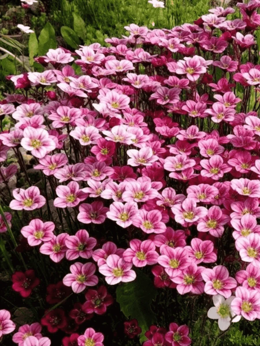 Камнеломка Арендса Peter Pan