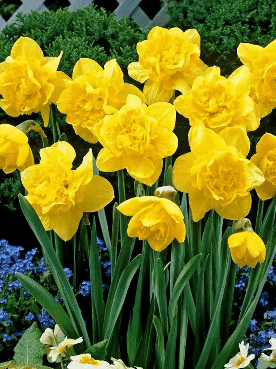 Нарцисс Dick Wilden