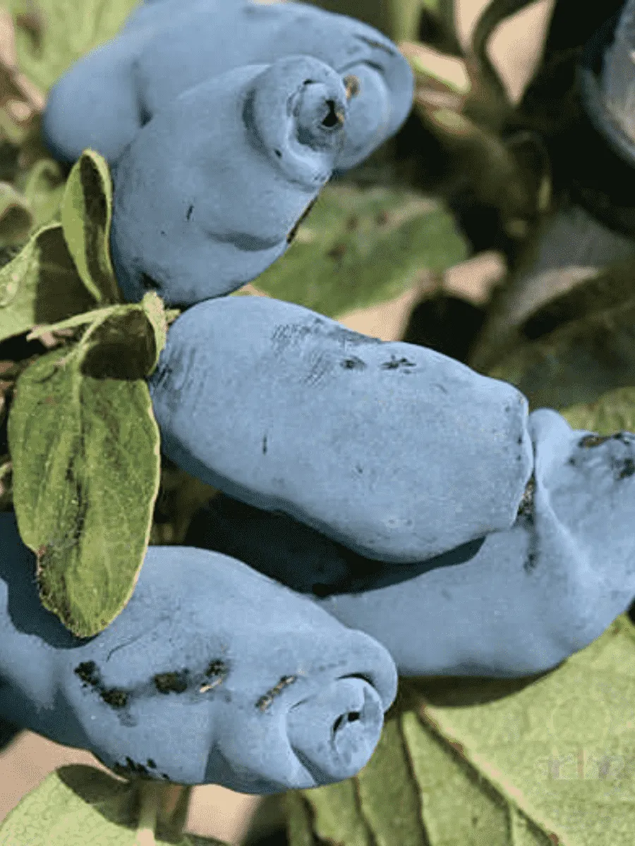 Жимолость плодовая Аврора Жимолость плодовая Аврора