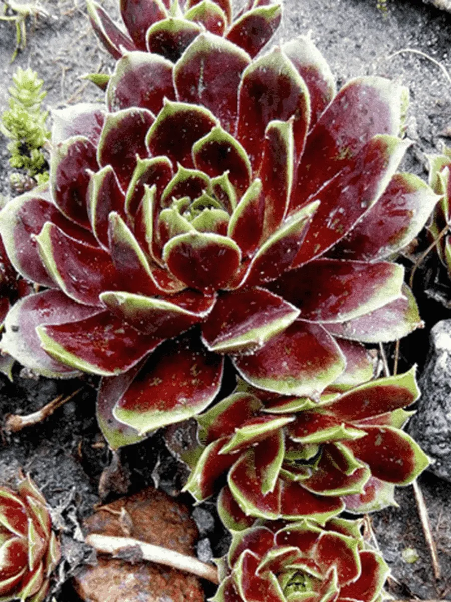 Молодило гибридное Rubicundum