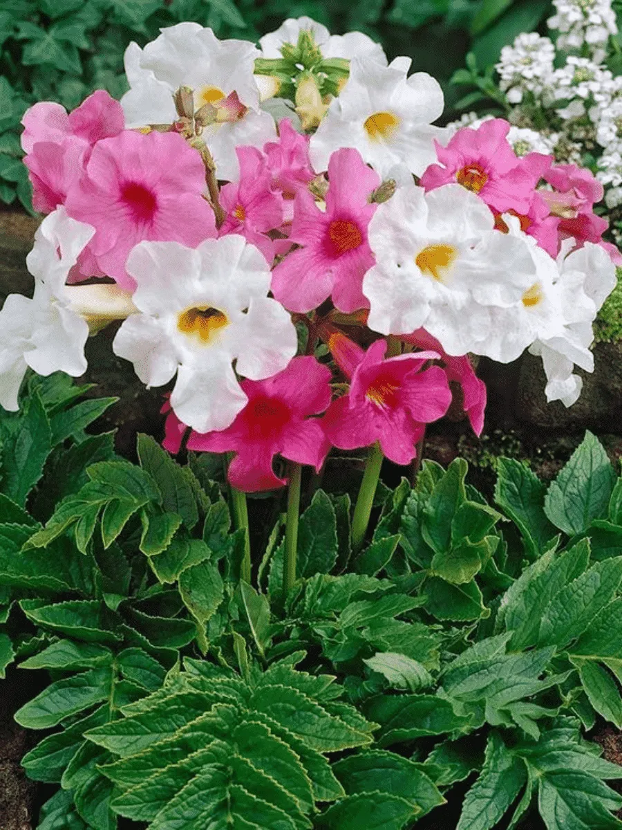 Инкарвиллея Инкарвиллея