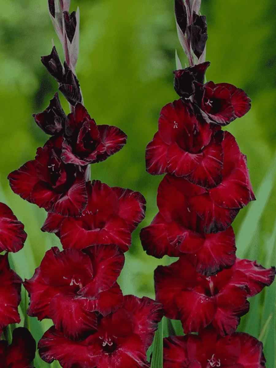 Гладиолус Pescara