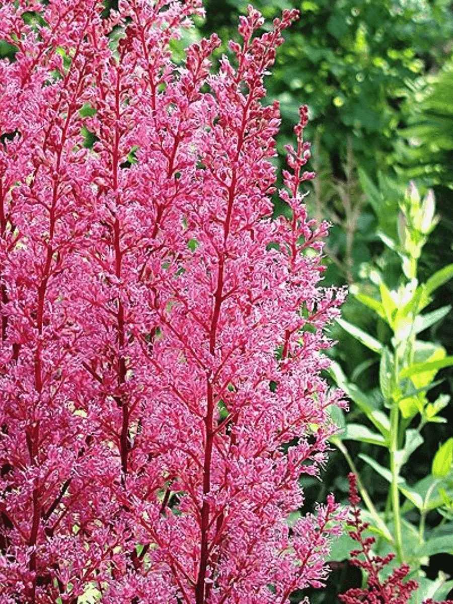 Астильба арендса Look at Me Астильба арендса Look at Me