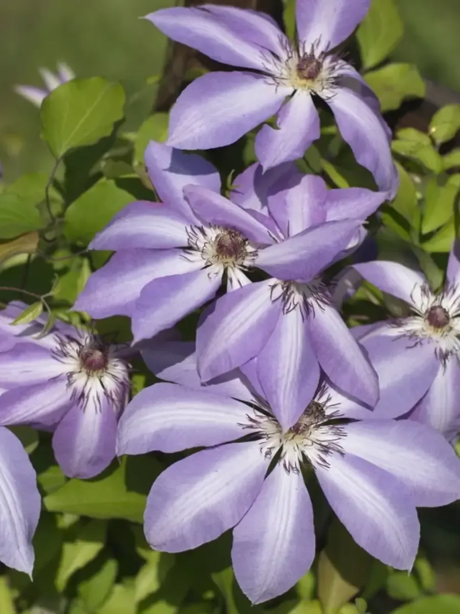 Клематис Serafina