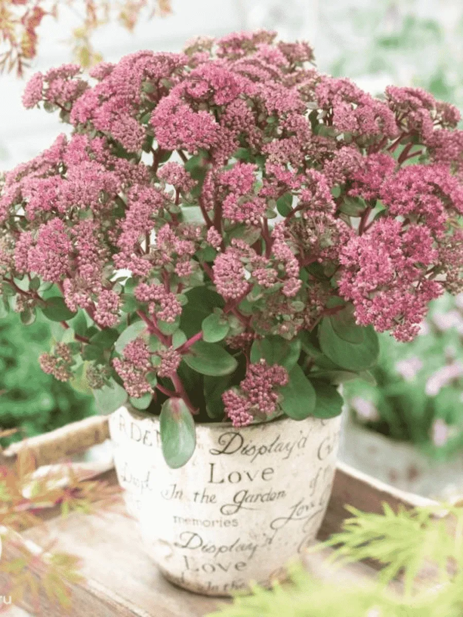 Очиток большой Seduction Green Pink