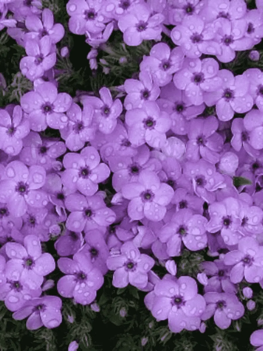 Флокс дугласа Eva