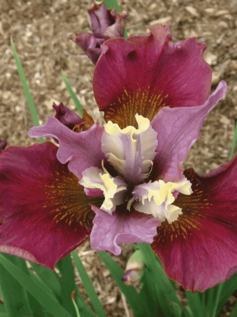 Ирис сибирский Cherry Fling