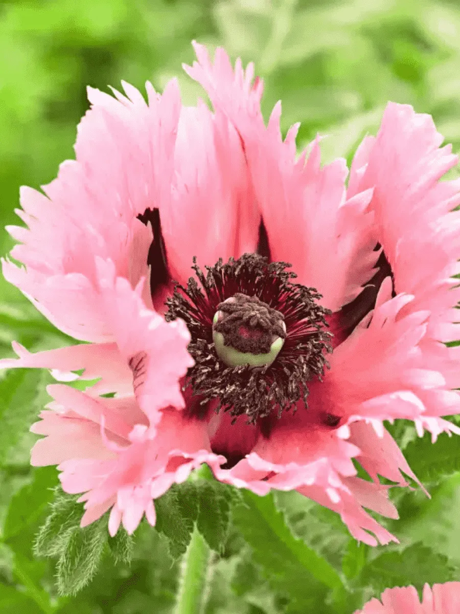 Мак восточный Pink Ruffles