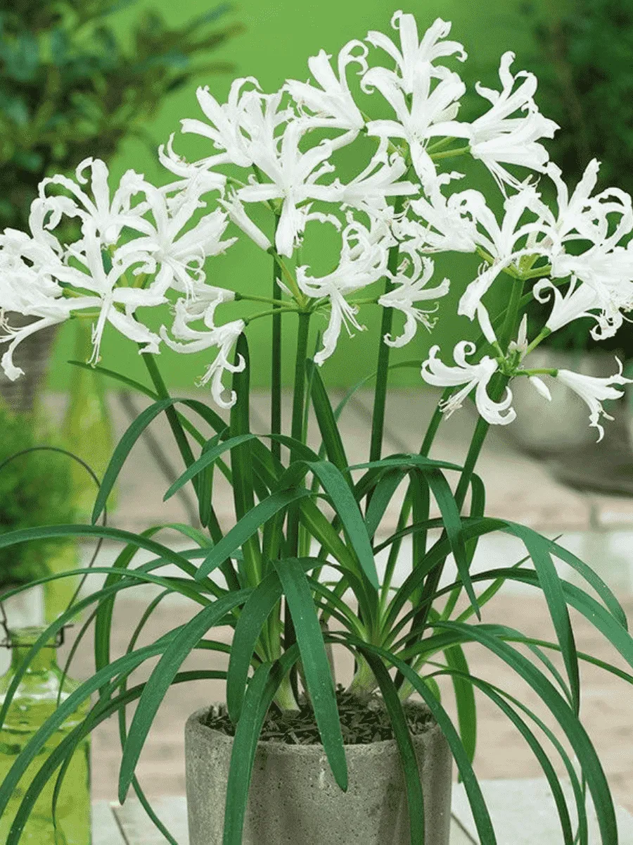 Нерина Bowdenii Alba