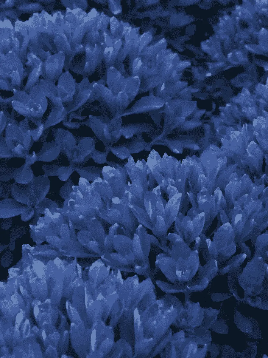 Очиток гибридный Blue Pearl