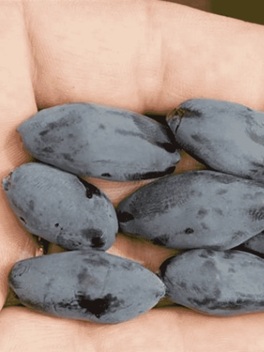 Жимолость плодовая Boreal Blizzard Жимолость плодовая Boreal Blizzard