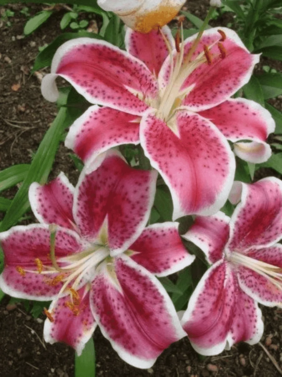 Лилия Starfighter