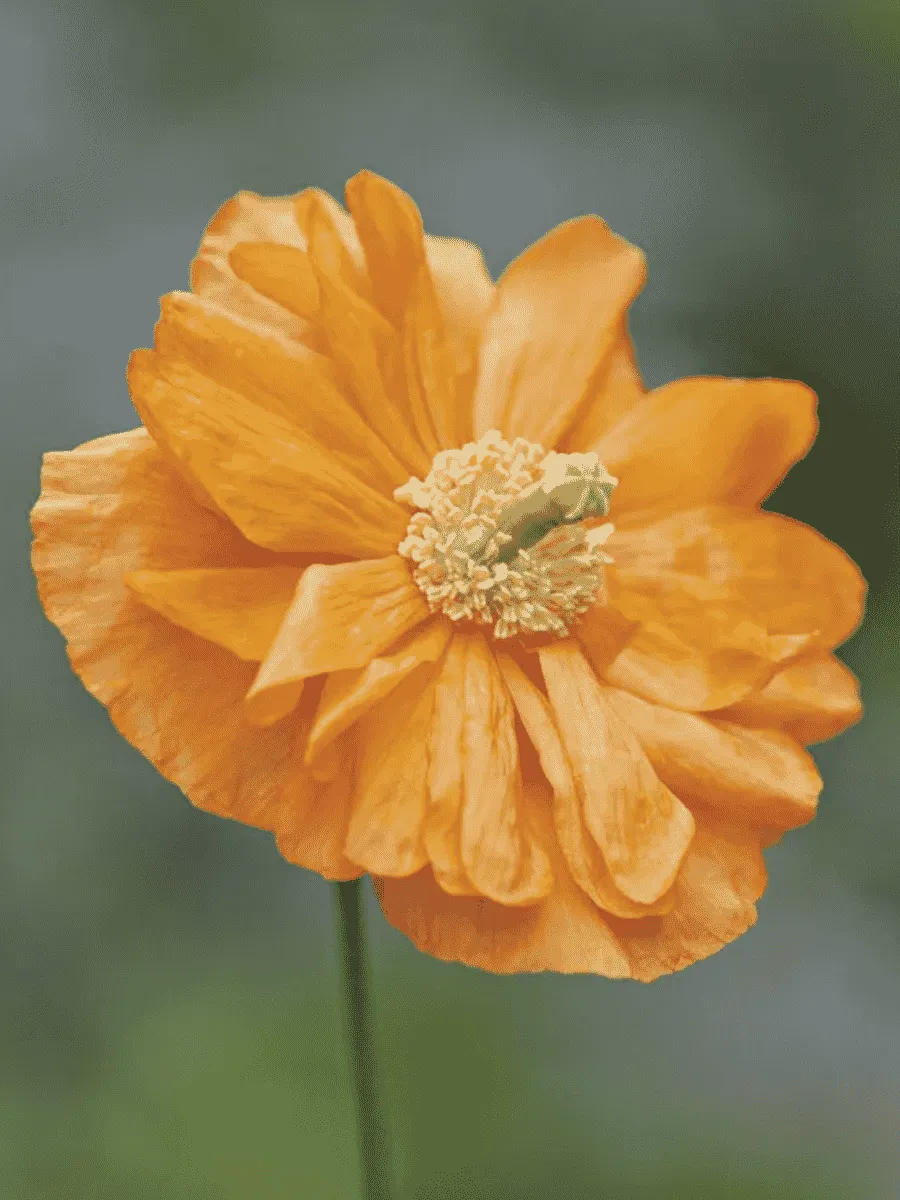 Мак скалоломный Флор Плено