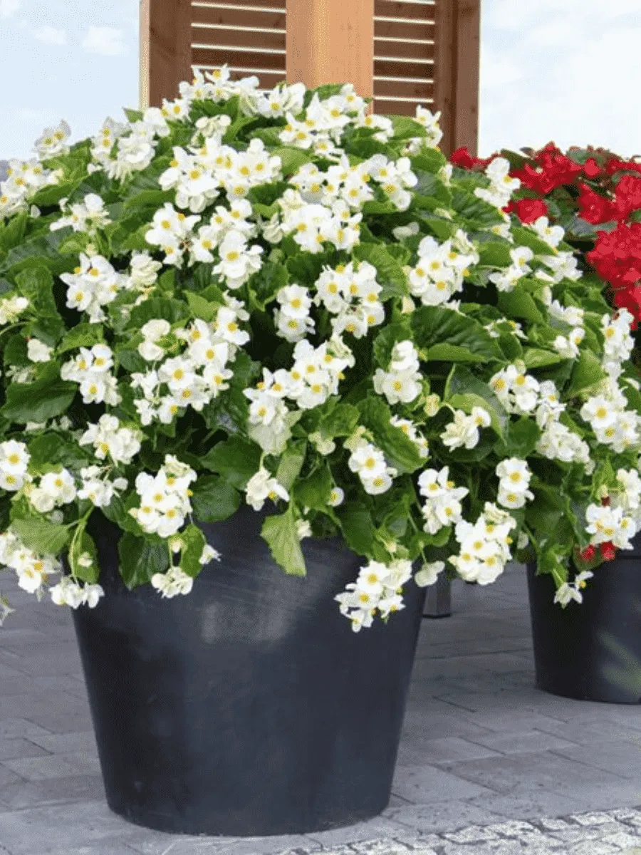 Бегония Big White Green Leaf