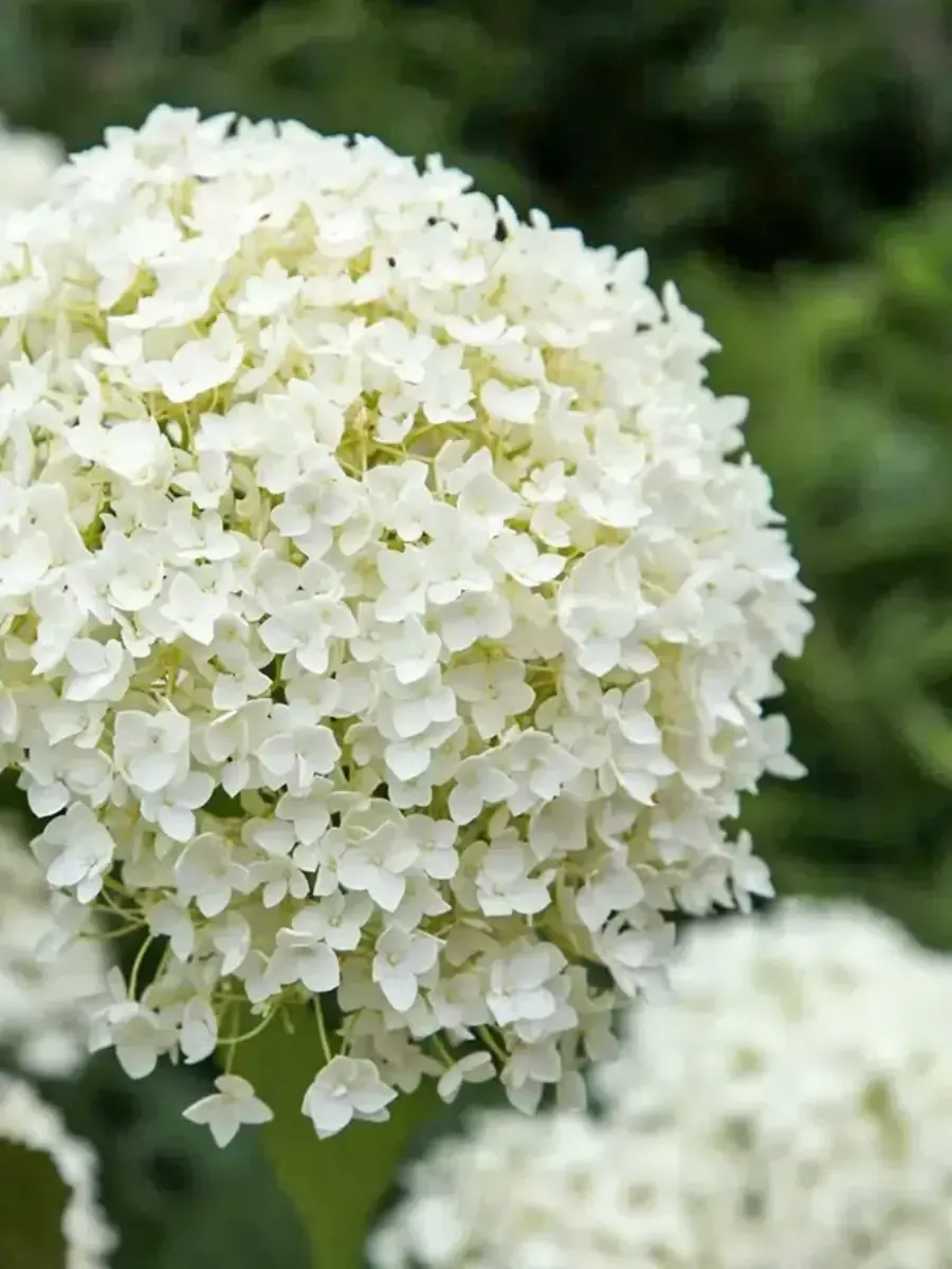 Гортензия древовидная Strong Annabelle