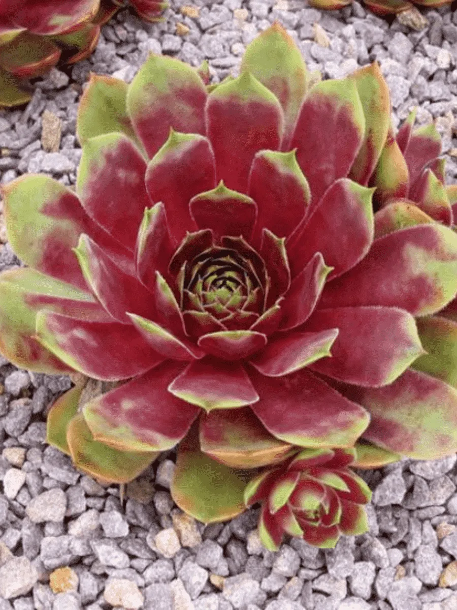 Молодило гибридное Cherry Tart