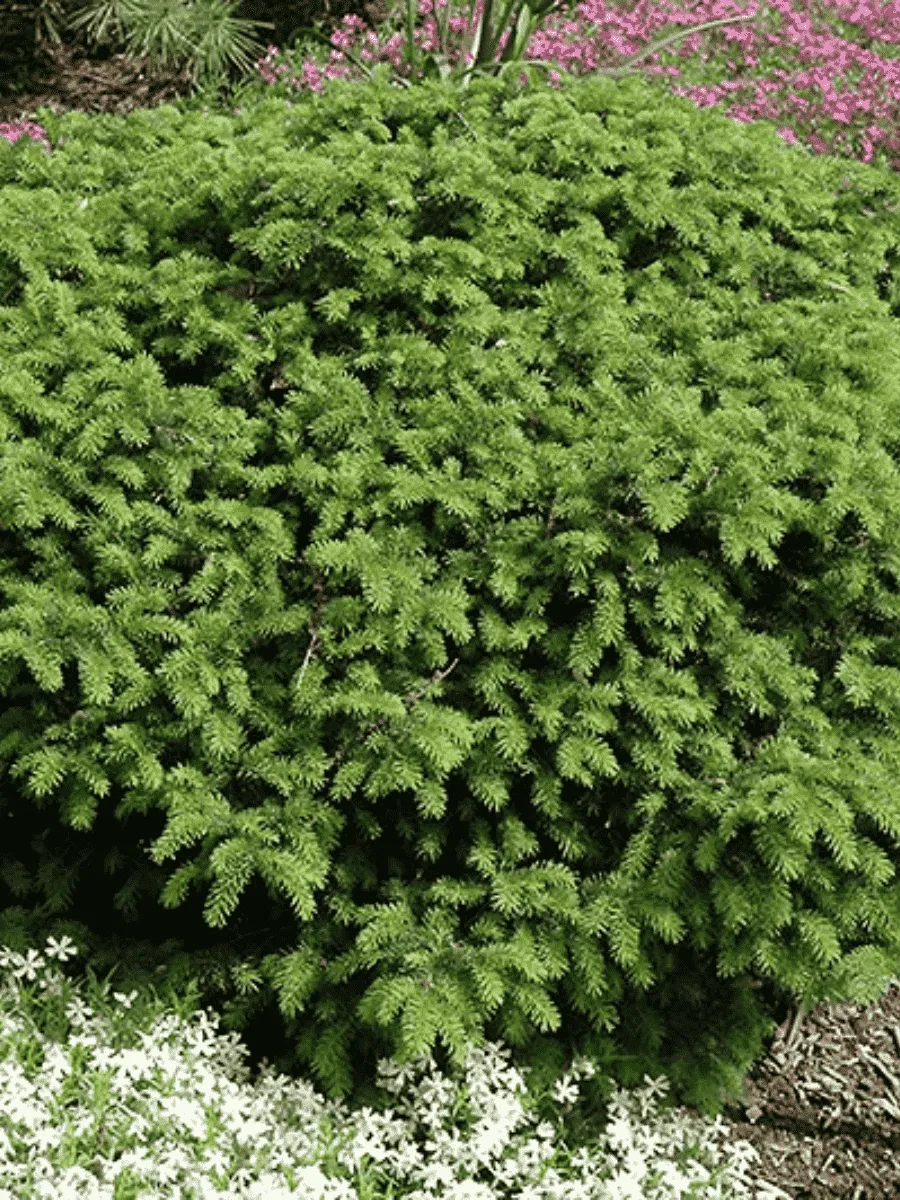 Ель обыкновенная Elegans Ель обыкновенная Elegans