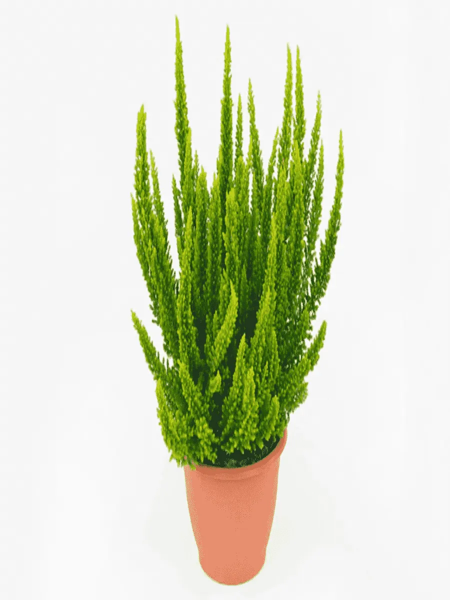 Вереск обыкновенный Barcelona