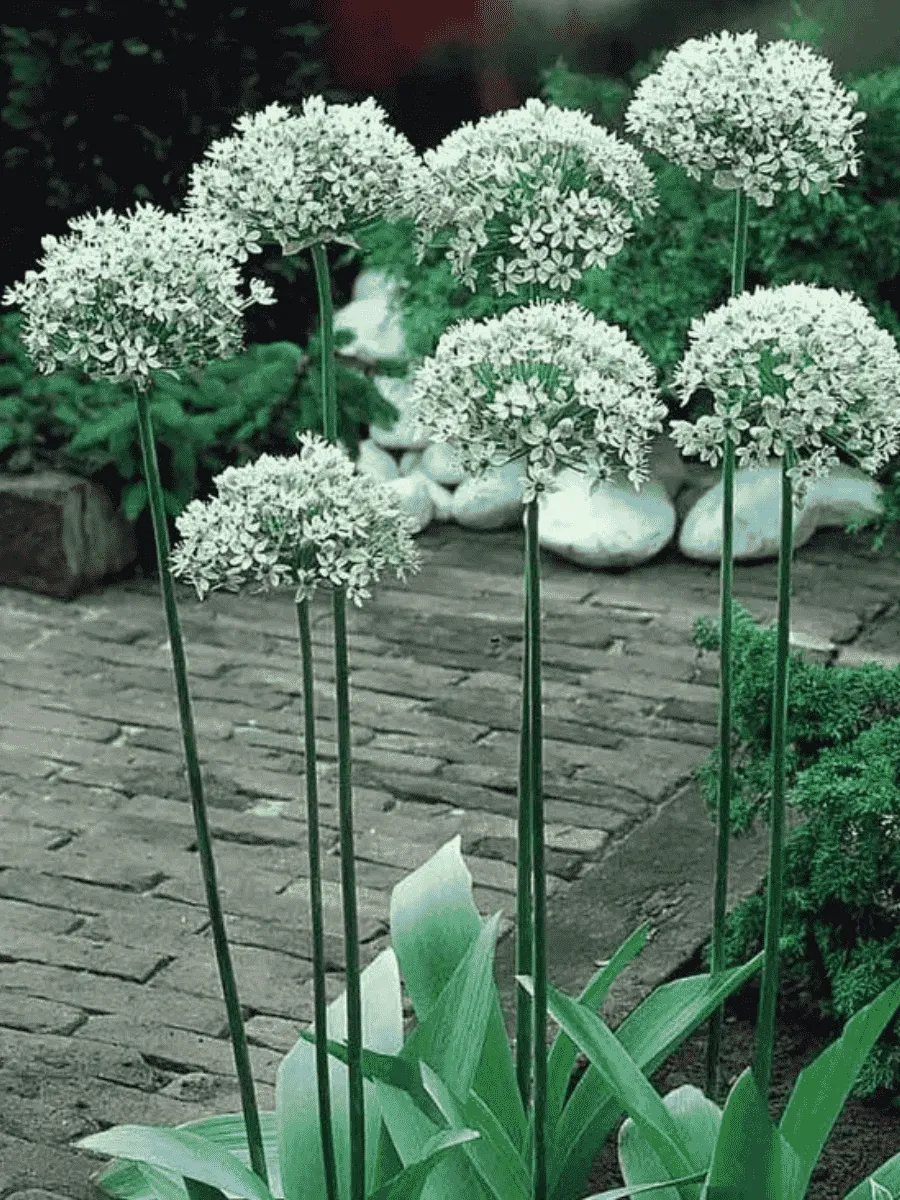 Лук декоративный Nigrum Лук декоративный Nigrum