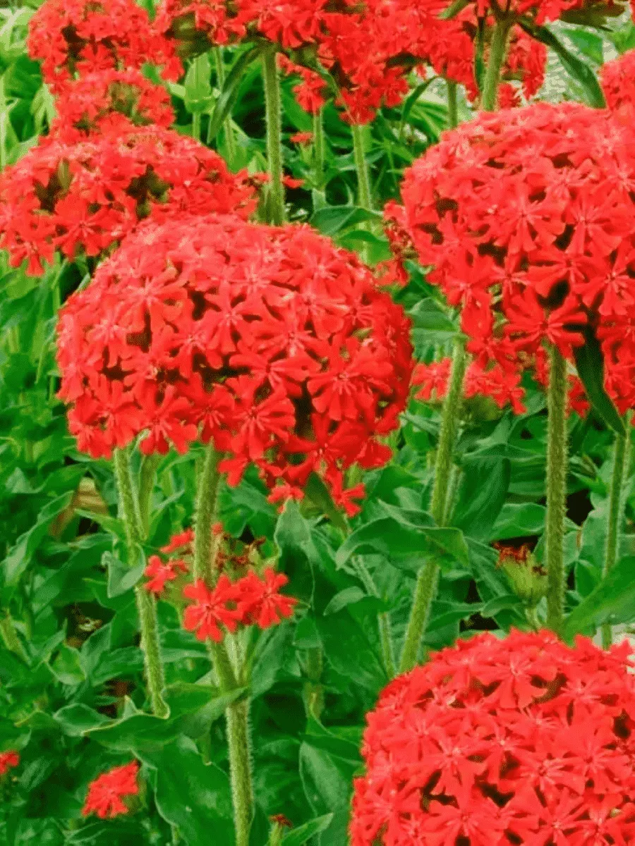 Лихнис Лихнис