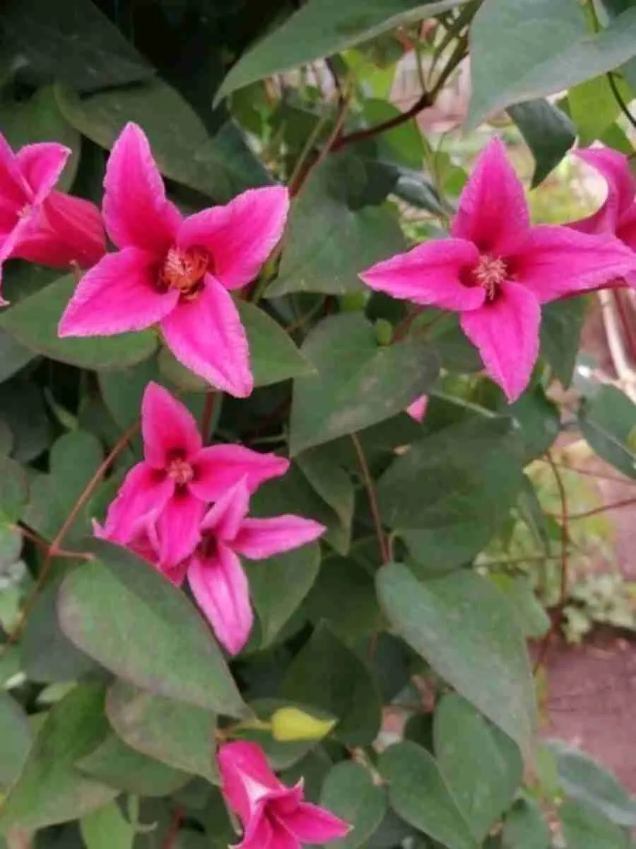 Клематис гибридный Princess Red Клематис гибридный Princess Red