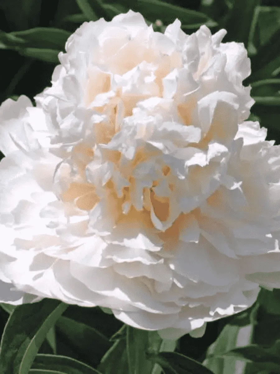 Пион травянистый My Love