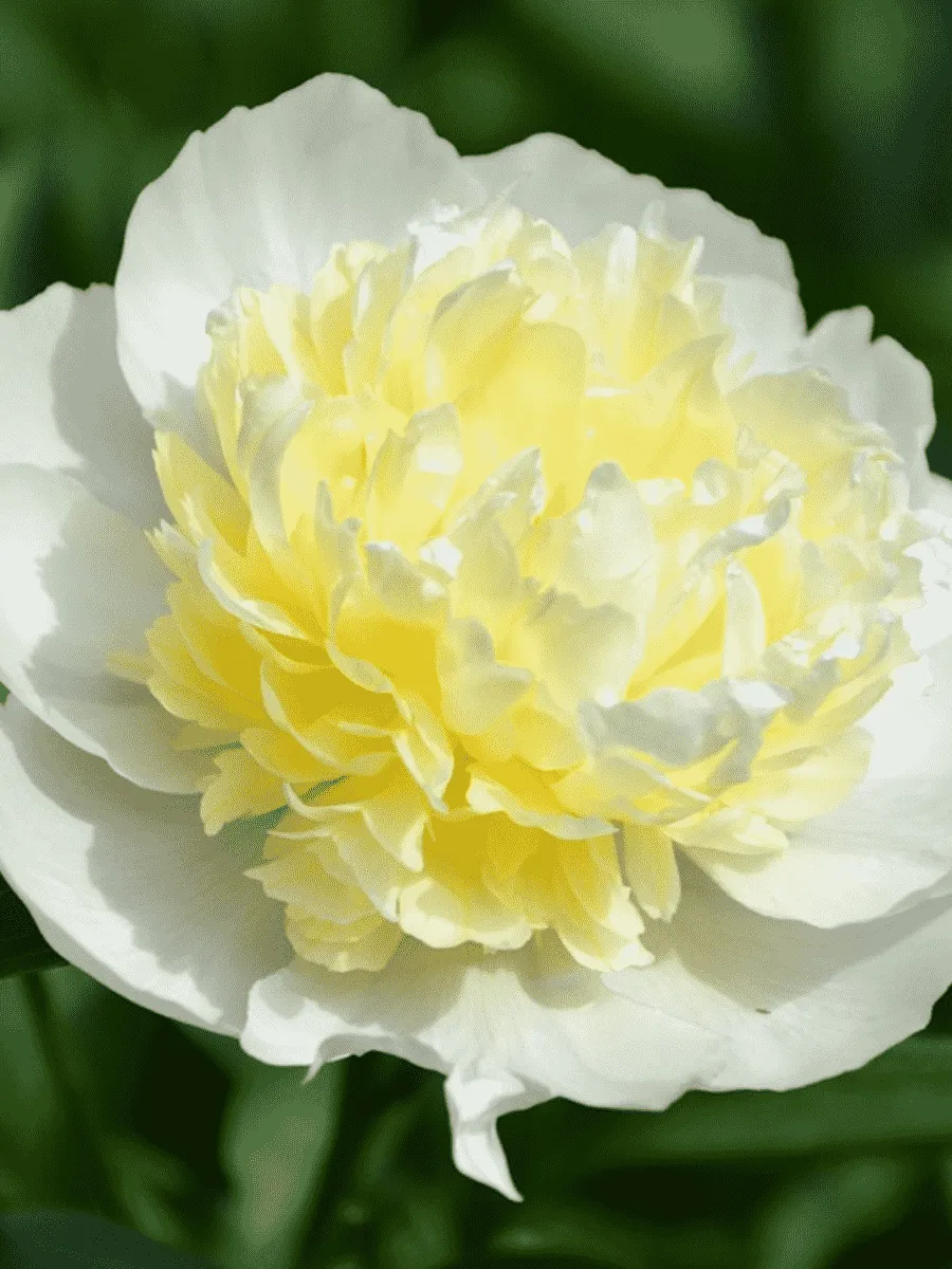 Пион Молочноцветковый Laura Dessert