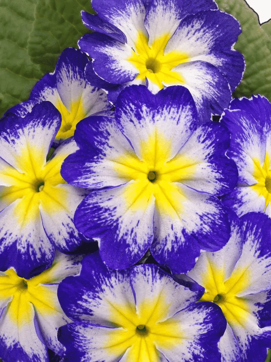 Примула Hethor Blue