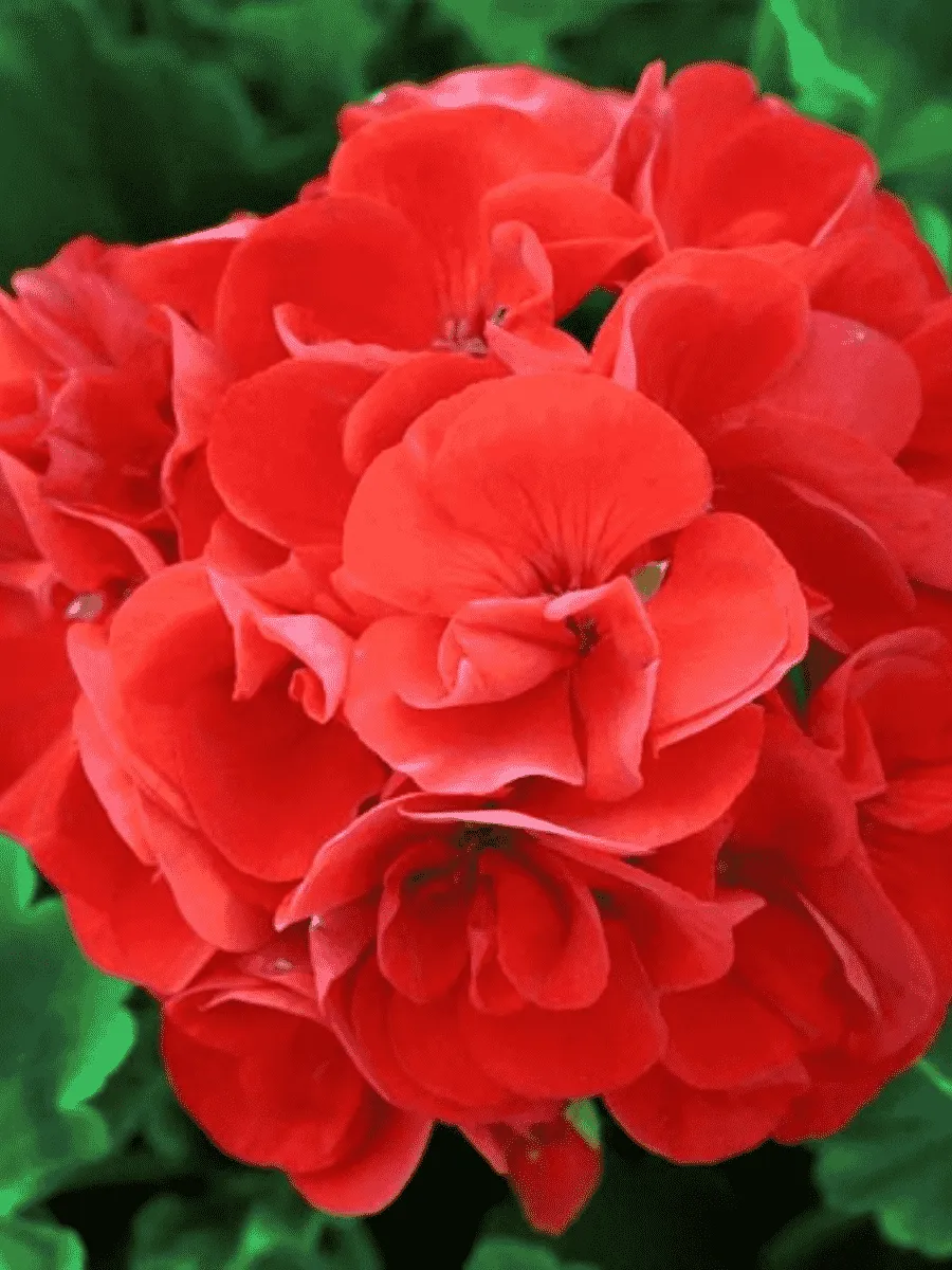 Пеларгония зональная Horaizon Scarlet Пеларгония зональная Horaizon Scarlet