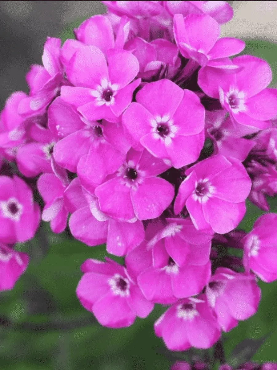 Флокс метельчатый Свит Вильям