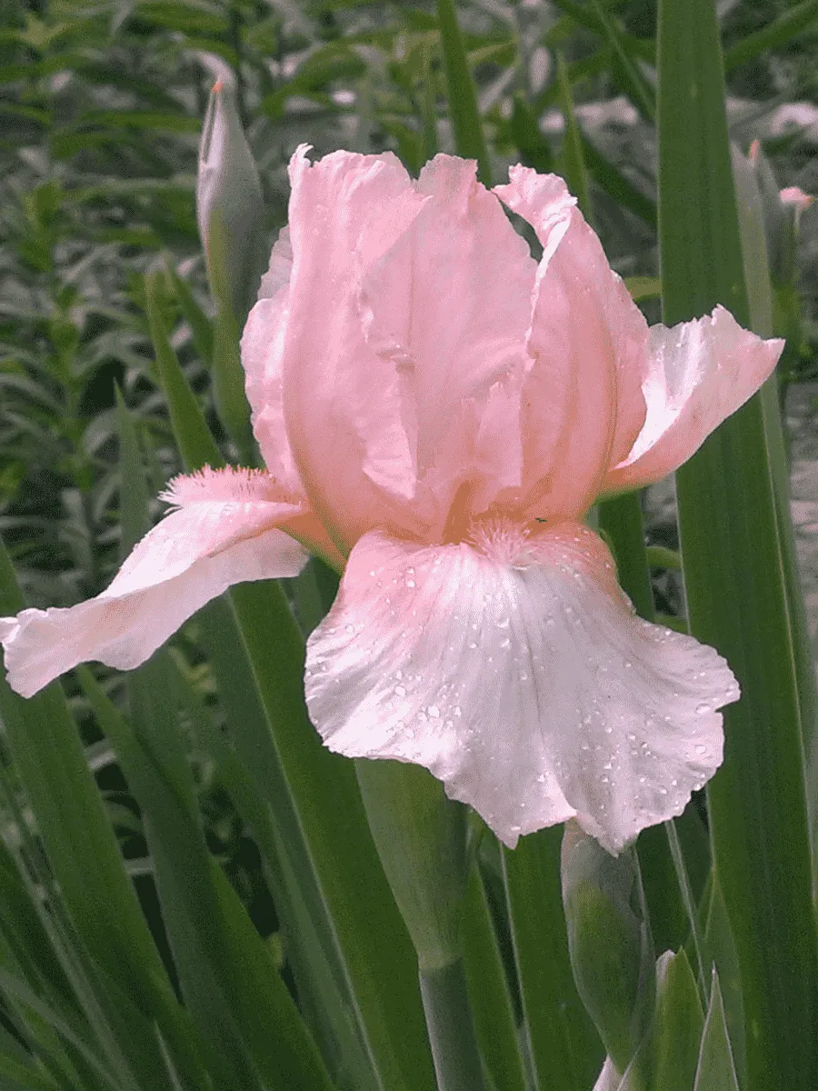 Ирис германский Lena M