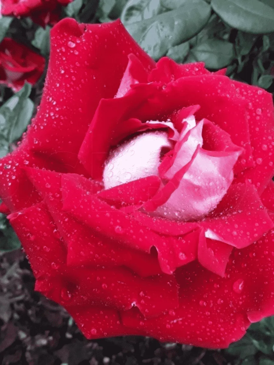 Роза штамбовая Alliance