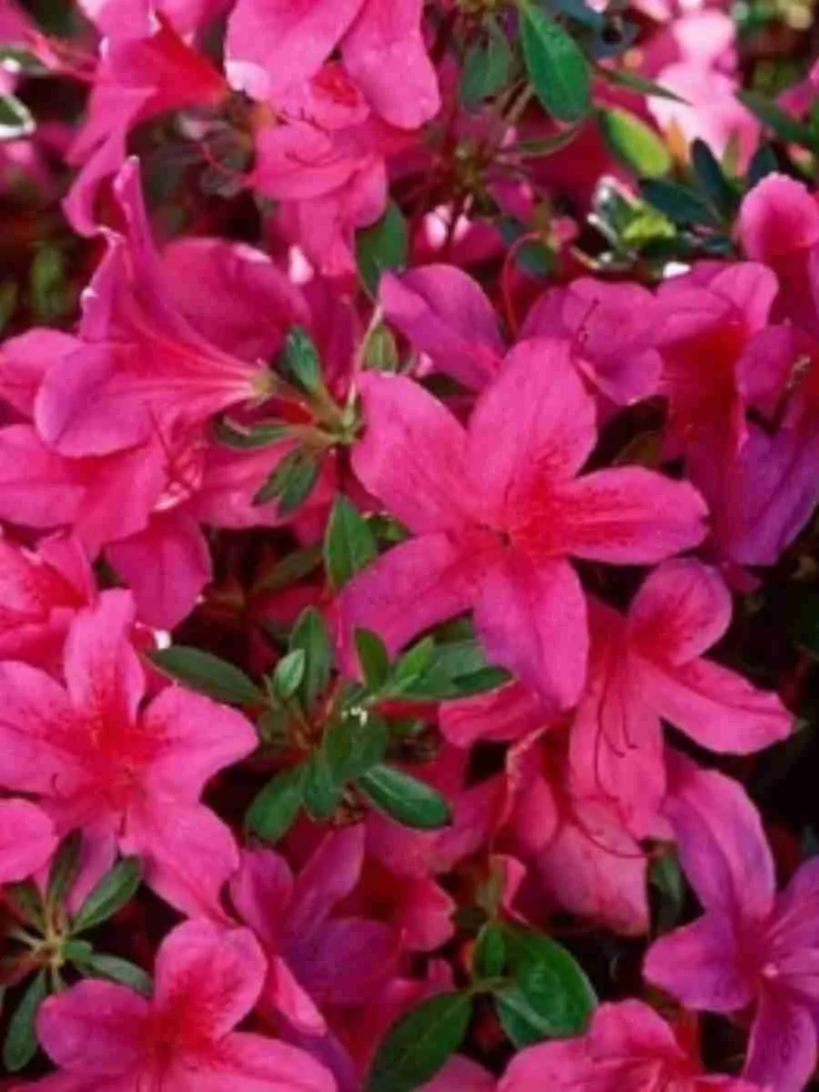 Азалия японская Toreador Азалия японская Toreador