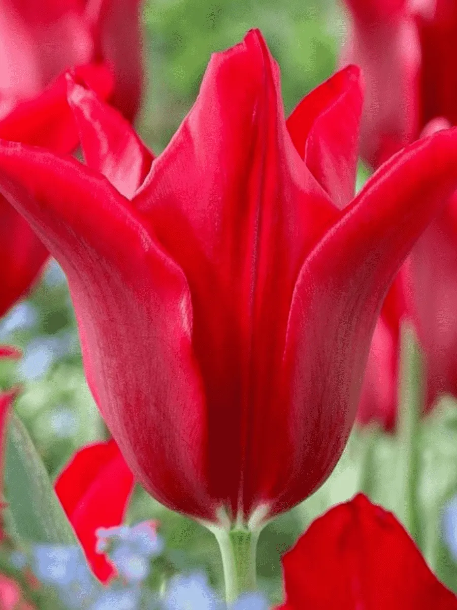 Тюльпан Pieter de leur