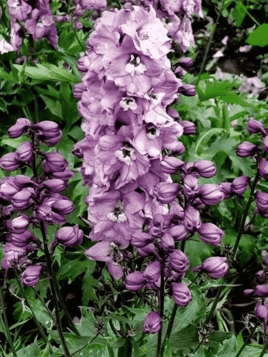 Дельфиниум  культурный M. F. Deep Rose  White Bee Дельфиниум  культурный M. F. Deep Rose  White Bee