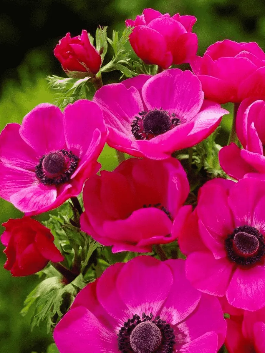 Анемона Sylphide