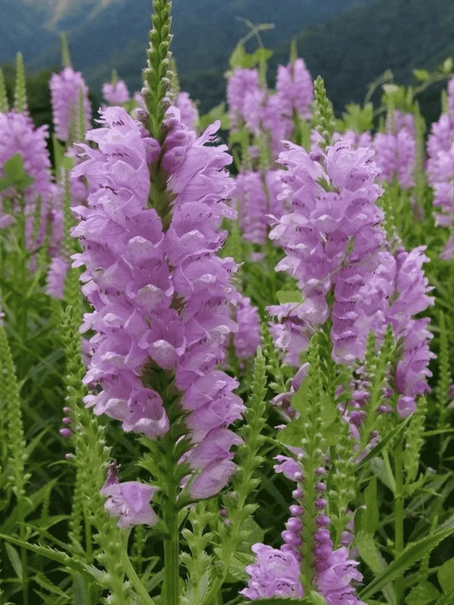 Физостегия виргинская Rose Queen