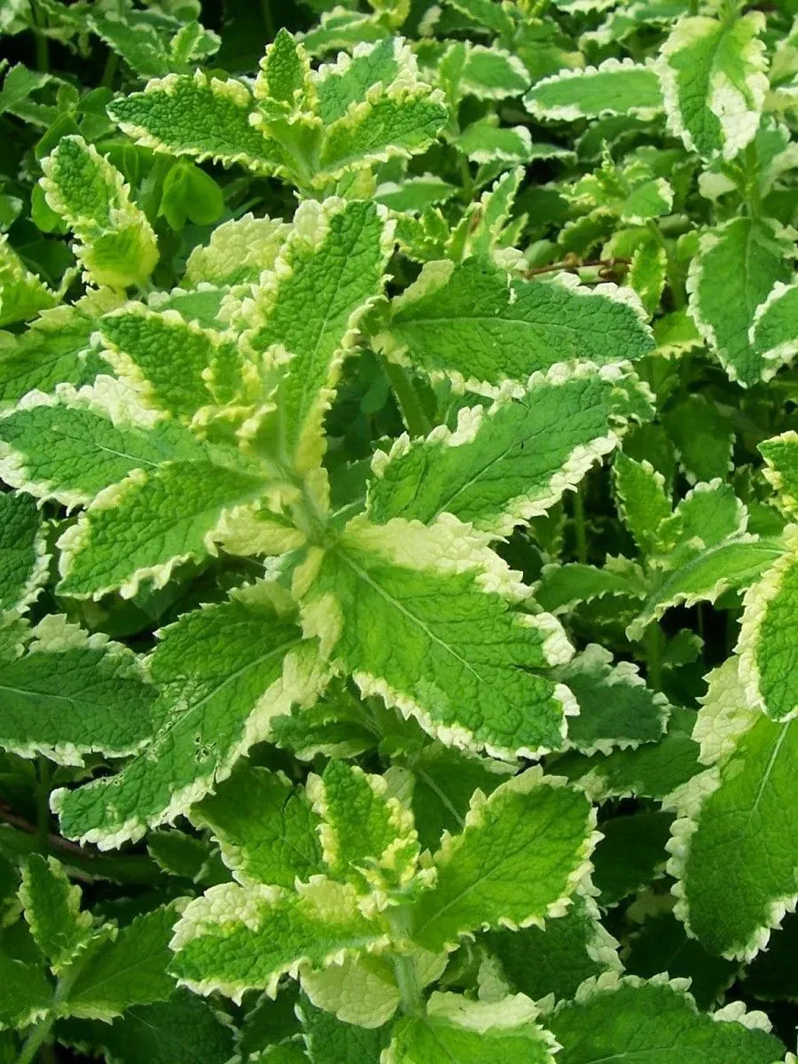 Мята Пестролистная