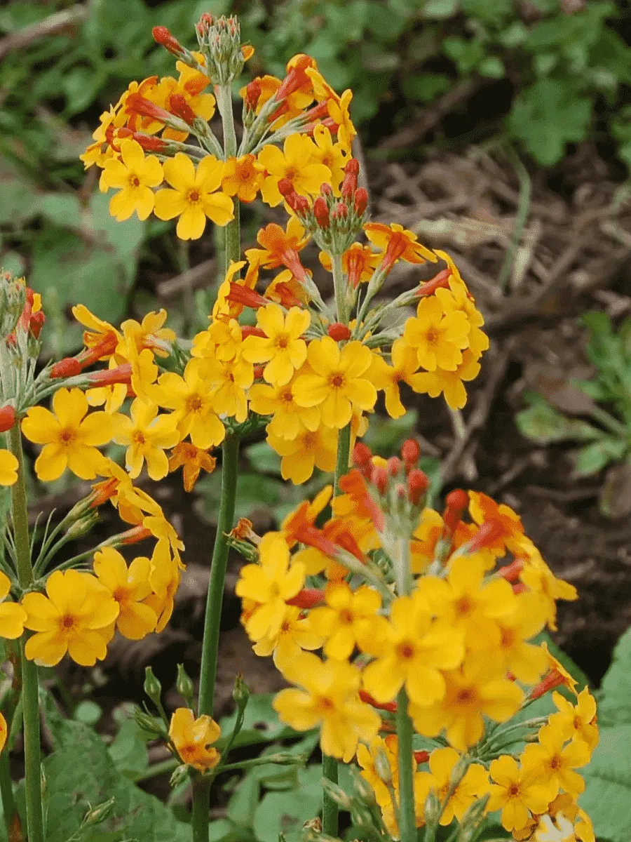 Примула Буллея